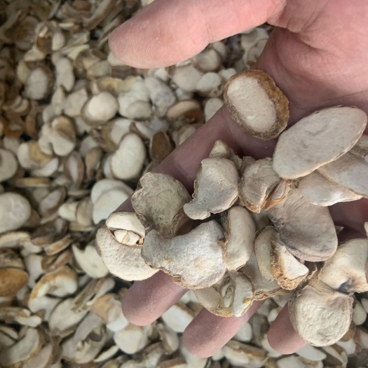 广州浙贝母中药材无硫熏原色干货大片 正品保证 干净