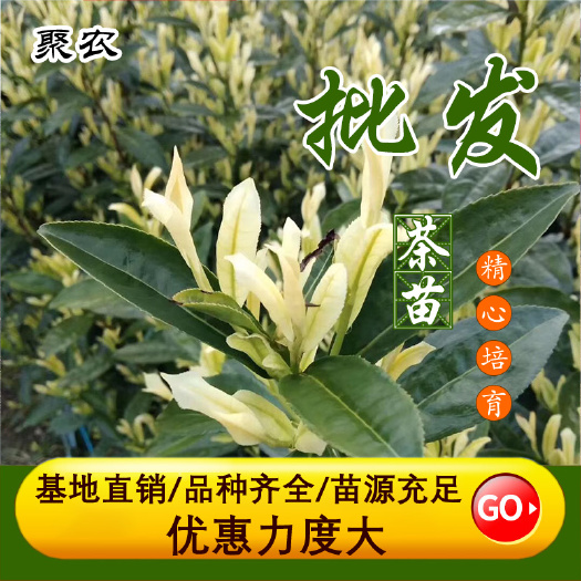 新昌县奶白茶树苗  安吉奶白茶茶苗，安吉奶白茶茶叶苗，安吉金镶玉茶苗