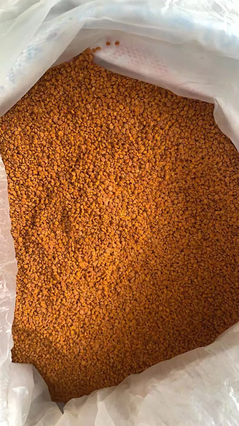 油茶花粉  浙江茶花粉自然晒干粉人工筛选花粉