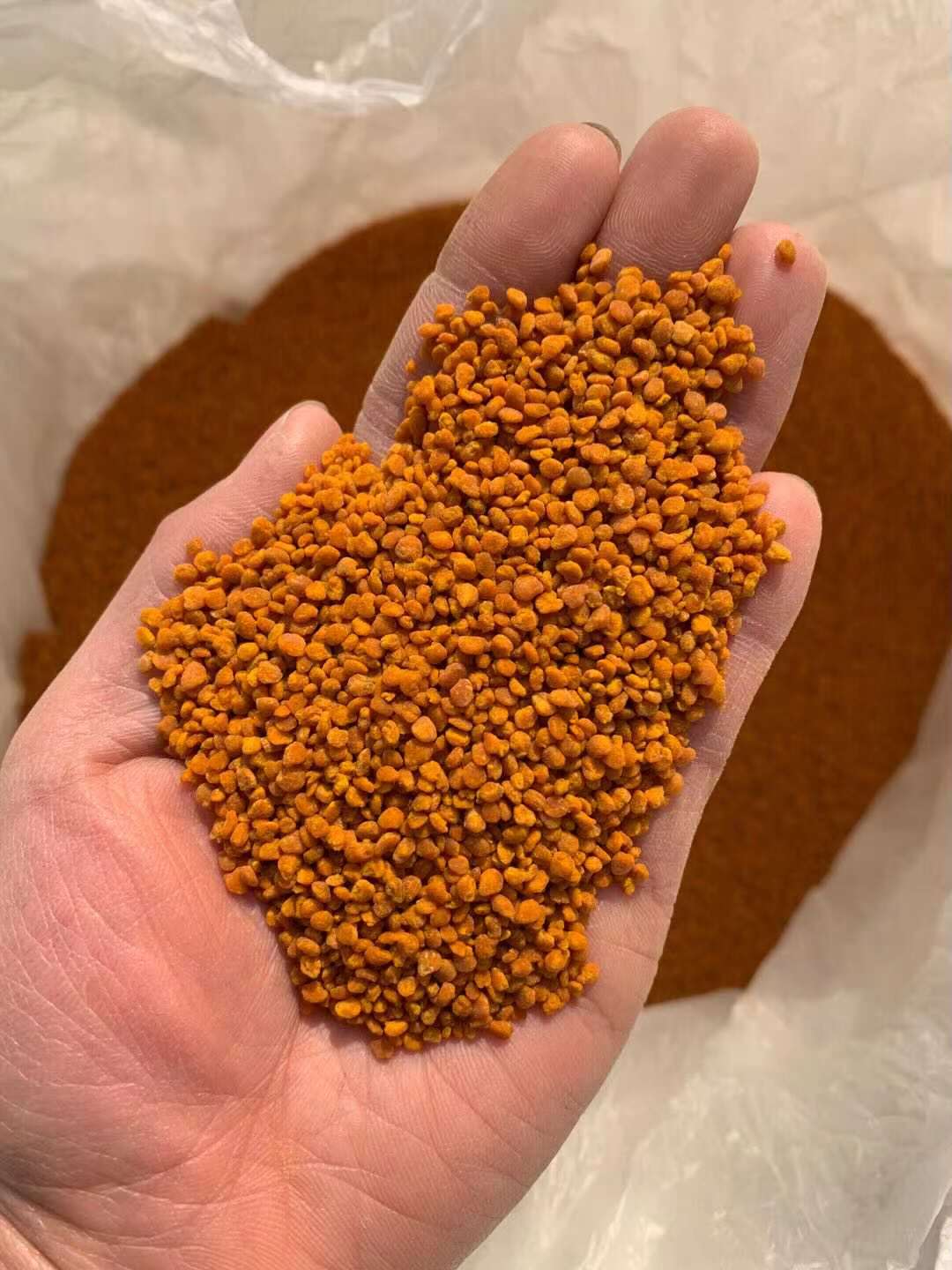 油茶花粉  浙江茶花粉自然晒干粉人工筛选花粉