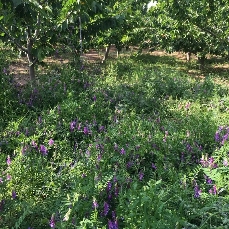 苕子种子  毛苕子是优良牧草及绿肥作物，可做蜜源植物一件代发