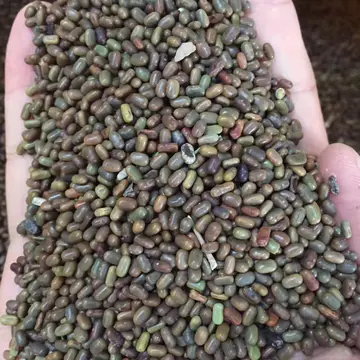 田箐种子一年生草本，适应性强，耐热，改良土壤盐碱