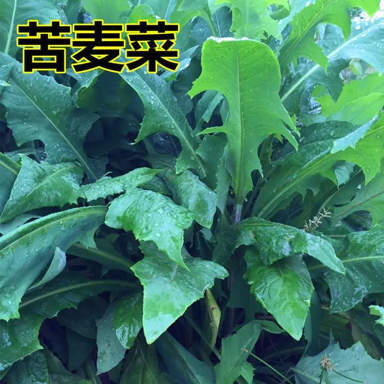 郑州油麦菜种子  苦荬菜种子又名小鹅菜是一年生叶菜类牧草，产量高适口性好
