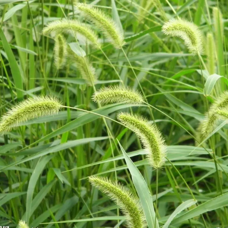 郑州狼尾草种子  狗尾草种子一件代发，草杆和叶子可做饲料，耐旱性强