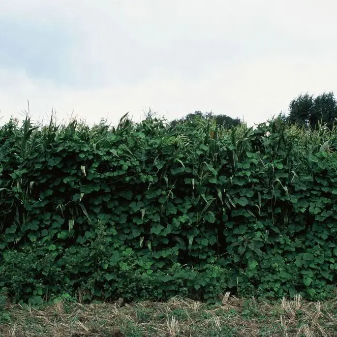 郑州木豆种子  拉巴豆牧草种子 固氮 抗旱 耐贫瘠 防杂草