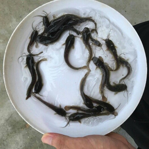 广州鲶鱼苗 大口鲶苗 南方大口鲶鱼苗 杂交快大
