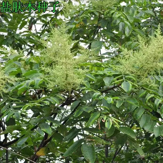 郑州盐肤木种子 蜜源树种子别名五倍子种子 花木林木苗木种子