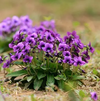郑州紫花地丁种子蓝紫色，花期长，长势低矮适应能力能，缀花草坪