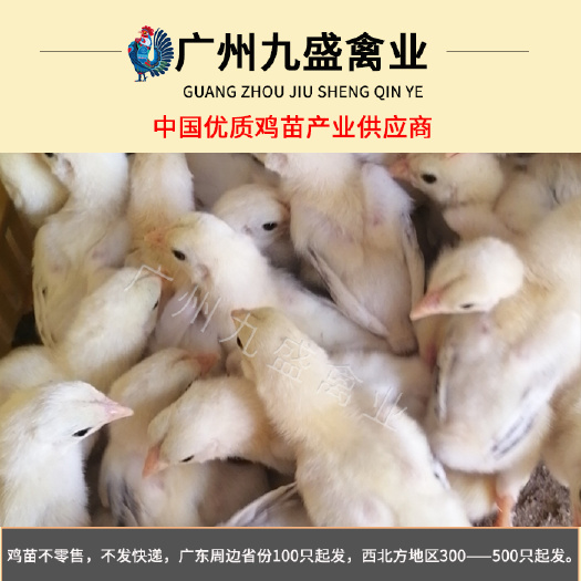 广州 广东出壳东涛鸡苗小鸡活苗全国各主要地区可发货