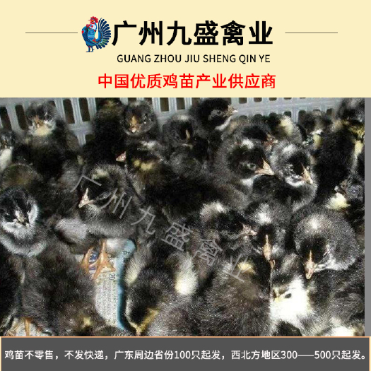 广州 广东出壳芦花鸡苗小鸡活苗全国各主要城市可发货