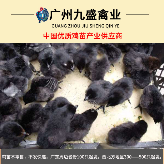 广州 广东出壳五黑一绿高产蛋鸡苗小鸡活苗全国各主要城市可发货