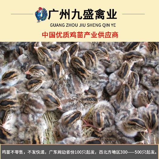 广州广东出壳珍珠鸡苗小鸡活苗