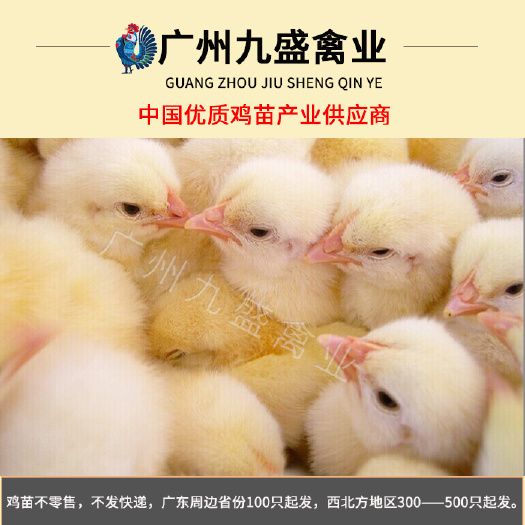 广州 广东出壳三黄鸡苗土1.5土2土3土鸡活苗全国各主要城市可发货