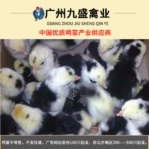 长沙广东出壳贵妃鸡苗小鸡活苗可发全国各主要城市