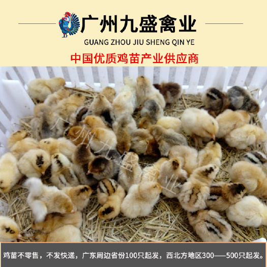 广州 广东出壳青脚土鸡苗麻鸡苗肉鸡苗全国各地主要城市可发货