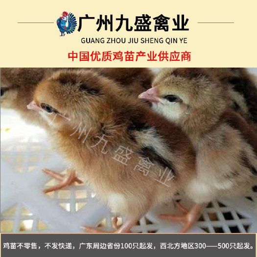 广州 广东出壳清远麻鸡苗土鸡活苗全国各主要城市可发货