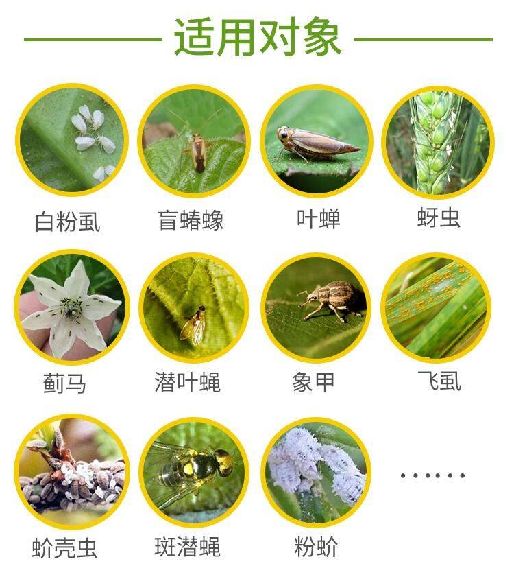 噻虫嗪25kg月季多肉植物蚜虫飞虱蓟马绿潜叶娥蝉介壳虫杀虫剂