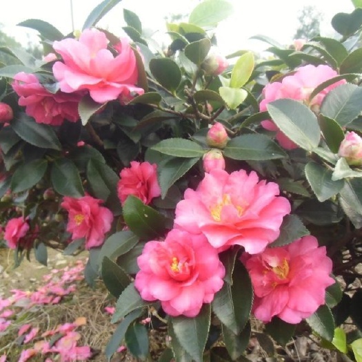 长沙县 茶梅