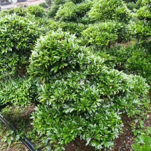 长沙县景观盆栽  中华蚊母