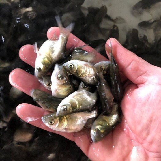 光泽县 花鲢鱼苗3-5cm 货源充足 低价格 高质量 养殖技术指导