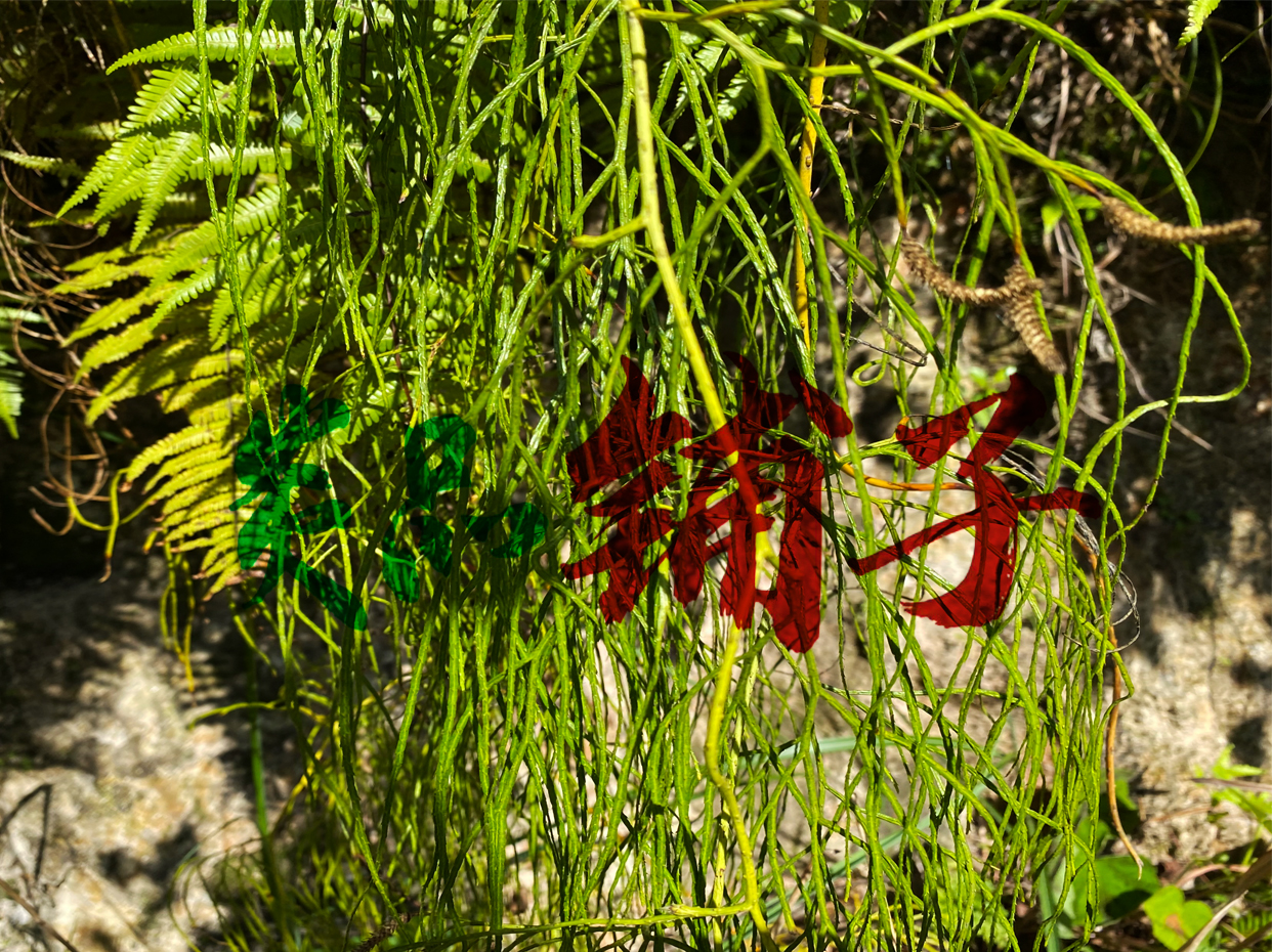 马尾伸筋草  伸筋草舒筋草/中药材/天然新货伸筋草