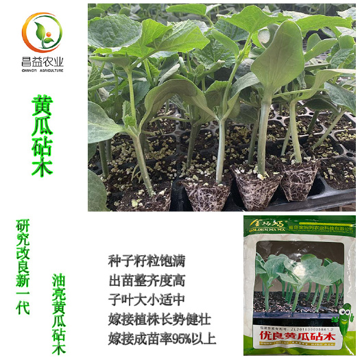  金妈妈黄瓜嫁接南瓜砧木种子耐寒油亮型黄瓜砧木种子抗病高产砧木