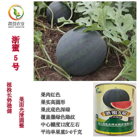寿光市黑皮西瓜种子 浙蜜5号西瓜种籽 浙蜜五号超甜红瓤西瓜种子