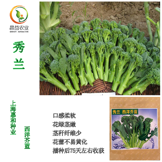 西兰花种子 秀兰西洋芥蓝西兰苔种籽孑 上海惠和有机小西蓝花松花青花菜种子