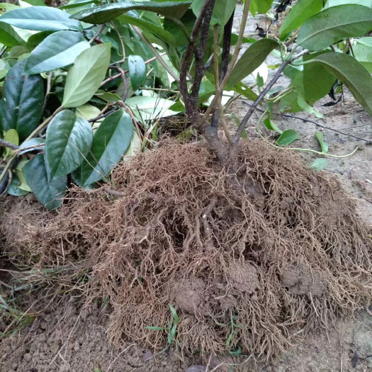灵川县粉红黑老虎苗  布福娜（黑老虎）二年苗