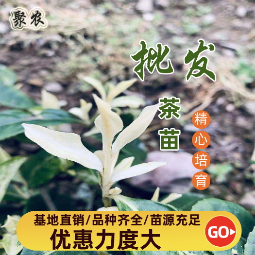 新昌县奶白茶树苗  奶白茶苗，级白茶苗，奶白茶叶苗，级白茶叶苗