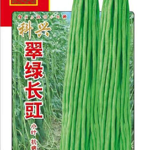 绵阳豆角种子 耐热豇豆种子嫩绿色荚长90公分不鼓籽无鼠尾