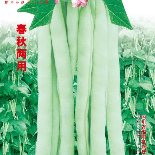  四季豆种子