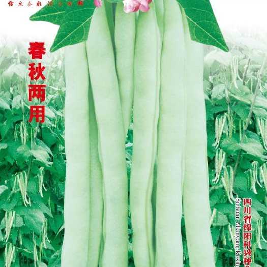 绵阳 四季豆种子