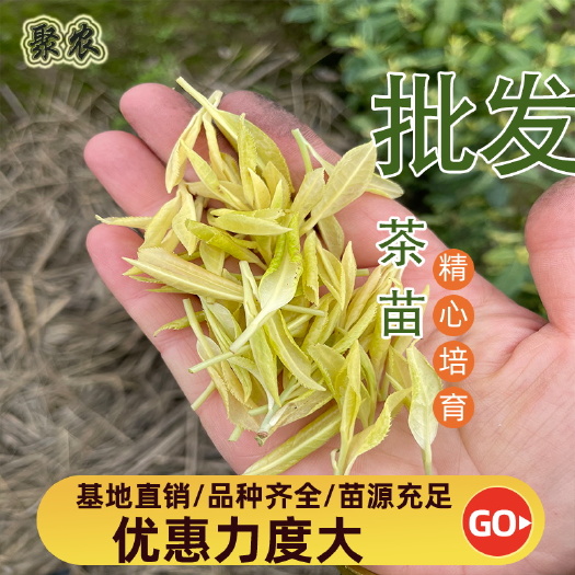 新昌县奶白茶树苗  新安4号茶苗 ，新安4号茶叶苗，新安1号茶苗，新安1号茶叶苗