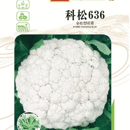绵阳 松花菜种子85天成熟青梗抗病