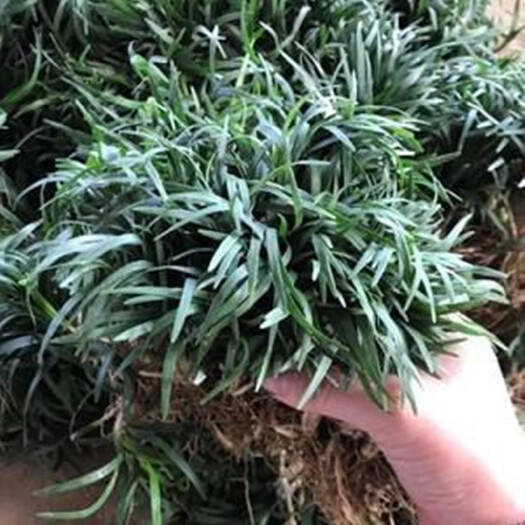 细叶麦冬草，日本矮麦冬，宽叶矮麦冬