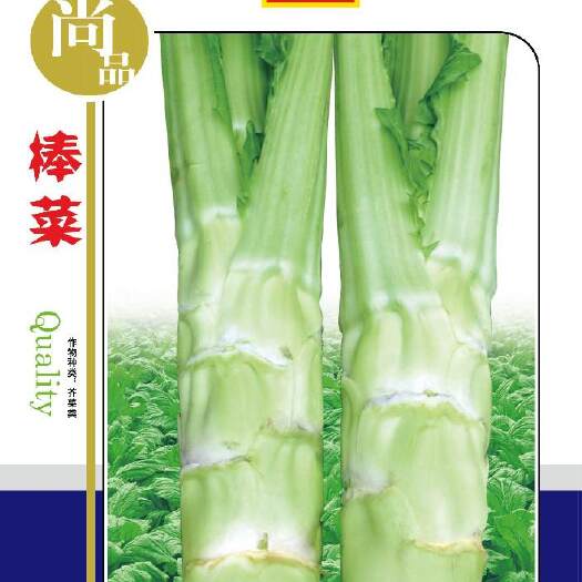 绵阳芥菜种子  早熟白皮棒菜种子基地推荐品种