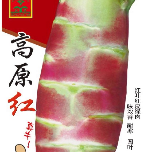 高原红莴笋种子红圆叶莴笋种子莴苣种子