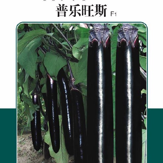 绵阳露地耐热茄子种子黑茄种子墨茄种子黑亮型长茄子种子
