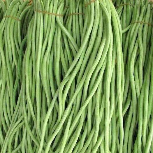 莘县长豆角 山东聊城万亩瓜果蔬菜种植基地直供