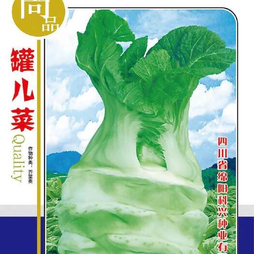 绵阳芥菜种子 罐儿菜种子