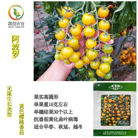 寿光市黄色圆形樱桃番茄种子黄色圣女果小西红柿种子