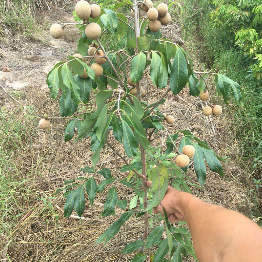 重庆渝中桂圆小苗，江北龙眼苗