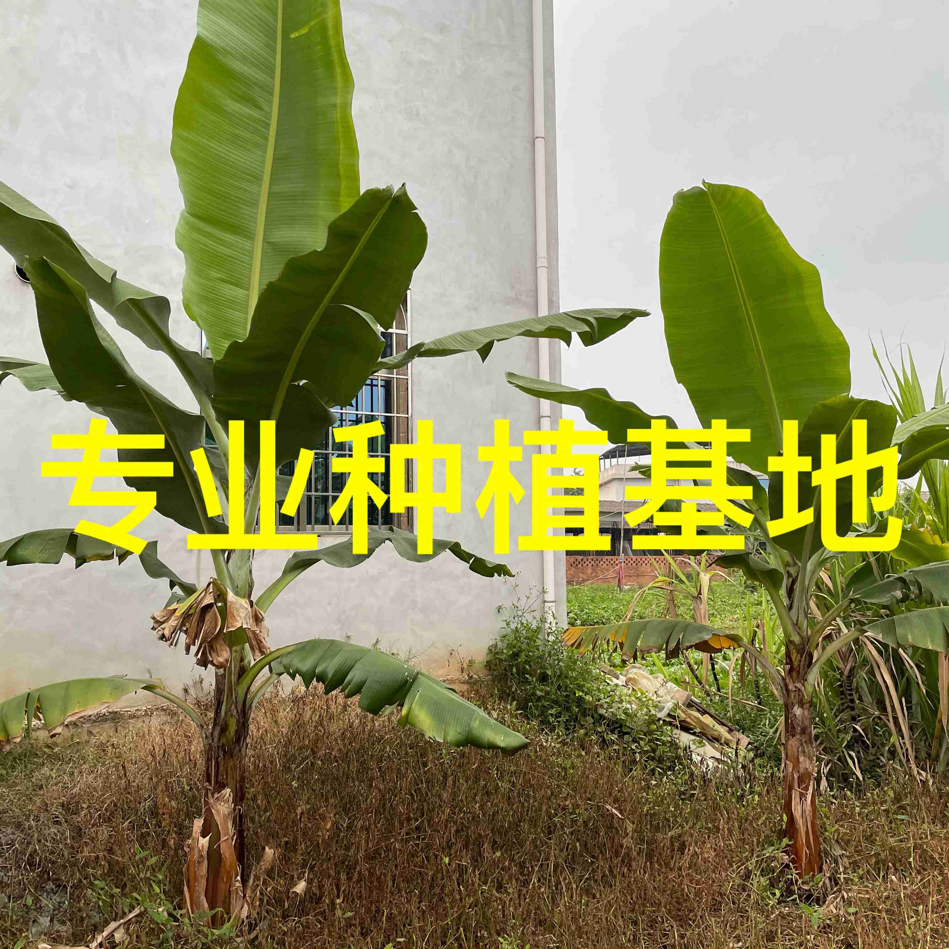 漳州 福建漳州批发香蕉 芭蕉价格 香蕉报价 香蕉基地 旅人蕉供应