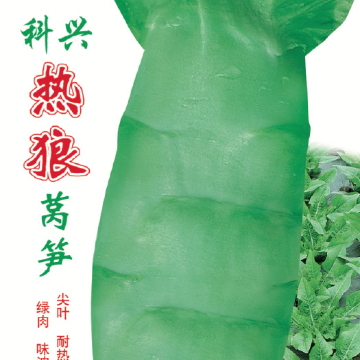 绵阳耐热莴笋种子生长速度快耐热莴苣种子耐热香笋