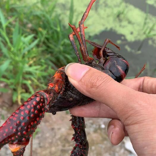 长沙 小龙虾淡水养殖
