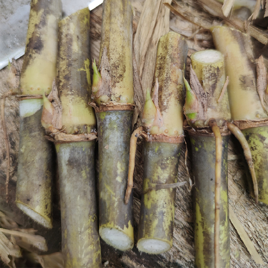 贞丰县皇竹草种子  新型皇竹草种节甜象草节巨菌草种节四季多年生高产耐寒牧草牛羊