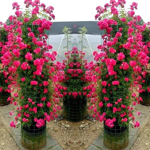 沉香苗  藤本月季  木香花 棒棒糖月季红木香黄木香爬藤超香