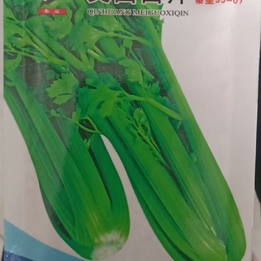 长沙 西芹种子美国西芹种子秦皇95-07