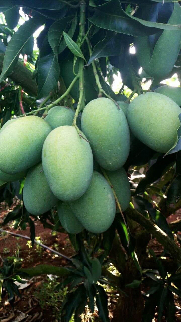 芒果  自家正宗小台直销，品种保证，口感香甜，下单后再采摘，新鲜保证